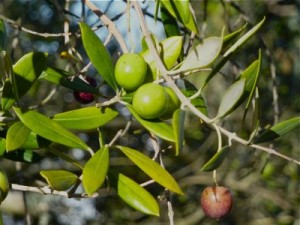 Olive Branch 
